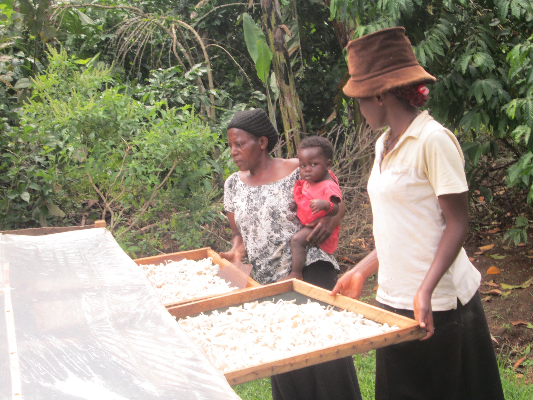 Mushroom farming